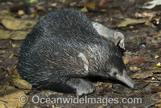 Short-beaked Echidna (Tachyglossus aculaetus) - juvenile. Echidnas are egg laying mammals. Eastern Australia Photo - Gary Bell Short-beaked Echidna (Tachyglossus aculaetus) - juvenile. Echidnas are egg laying mammals. Eastern Australia Photo - Gary Bell
