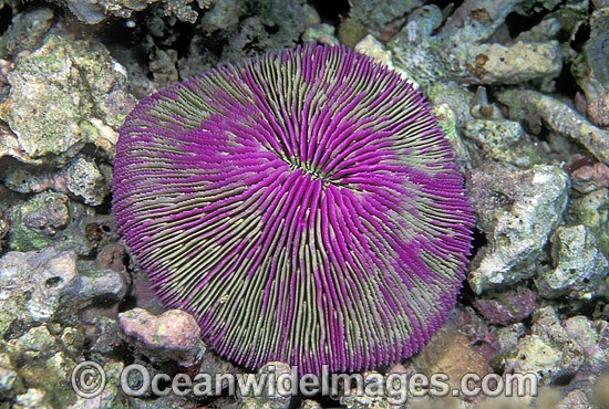 Mushroom Coral Fungia sp. Detail photo