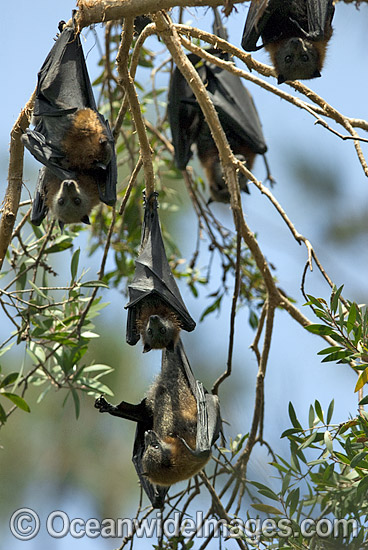 Grey-headed Flying-fox (Pteropus poliocephalus) - colony. Also known as Fruit Bat, Grey-headed Wing-foot and Megabat. Woolgoolga, NSW, Australia. Listed as Vulnerable species. Photo - Gary Bell Grey-headed Flying-fox (Pteropus poliocephalus) - colony. Also known as Fruit Bat, Grey-headed Wing-foot and Megabat. Woolgoolga, NSW, Australia. Listed as Vulnerable species. Photo - Gary Bell