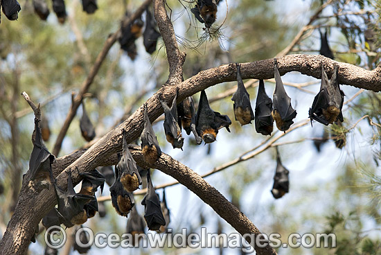 Grey-headed Flying-fox (Pteropus poliocephalus) - colony. Also known as Fruit Bat, Grey-headed Wing-foot and Megabat. Woolgoolga, NSW, Australia. Listed as Vulnerable species. Photo - Gary Bell