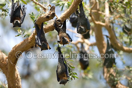 Grey-headed Flying-fox (Pteropus poliocephalus) - colony. Also known as Fruit Bat, Grey-headed Wing-foot and Megabat. Woolgoolga, NSW, Australia. Listed as Vulnerable species. Photo - Gary Bell Grey-headed Flying-fox (Pteropus poliocephalus) - colony. Also known as Fruit Bat, Grey-headed Wing-foot and Megabat. Woolgoolga, NSW, Australia. Listed as Vulnerable species. Photo - Gary Bell