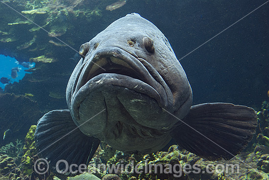 Queensland Groper photo