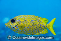 Coral Rabbitfish Siganus Corallinus Photo - Gary Bell