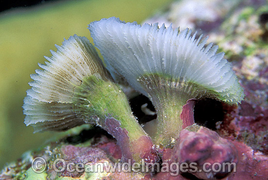 Early growth stage of Mushroom Coral photo