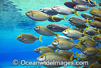 Schooling Pearly-spotted Rabbitfish Photo - Gary Bell