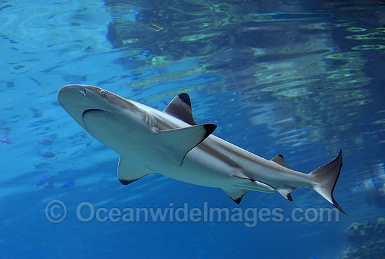 Blacktip Reef Shark (Carcharhinus melanopterus). Also known as Blacktip Shark. Great Barrier Reef, Queensland, Australia Photo - Gary Bell Blacktip Reef Shark (Carcharhinus melanopterus). Also known as Blacktip Shark. Great Barrier Reef, Queensland, Australia Photo - Gary Bell