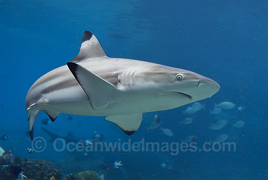 Blacktip Reef Shark photo