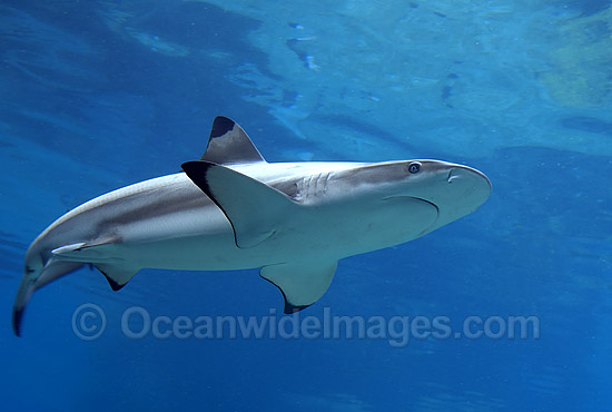 Blacktip Reef Shark Carcharhinus melanopterus photo