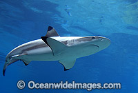 Blacktip Reef Shark Carcharhinus melanopterus Photo - Gary Bell