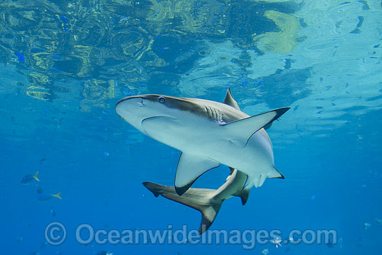 Blacktip Reef Shark (Carcharhinus melanopterus). Also known as Blacktip Shark. Great Barrier Reef, Queensland, Australia Photo - Gary Bell Blacktip Reef Shark (Carcharhinus melanopterus). Also known as Blacktip Shark. Great Barrier Reef, Queensland, Australia Photo - Gary Bell