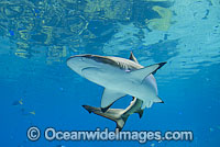 Blacktip Reef Shark Carcharhinus melanopterus Photo - Gary Bell