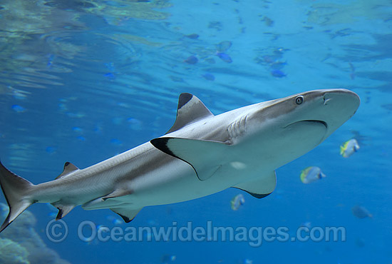Blacktip Reef Shark Carcharhinus melanopterus photo Blacktip Reef Shark Carcharhinus melanopterus photo
