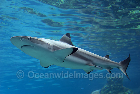 Blacktip Reef Shark (Carcharhinus melanopterus). Also known as Blacktip Shark. Great Barrier Reef, Queensland, Australia Photo - Gary Bell Blacktip Reef Shark (Carcharhinus melanopterus). Also known as Blacktip Shark. Great Barrier Reef, Queensland, Australia Photo - Gary Bell