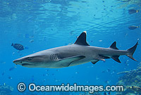 Whitetip Reef Shark Triaenodon obesus Photo - Gary Bell