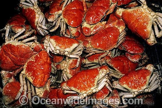 Giant Crab Pseudocarcinus gigas photo