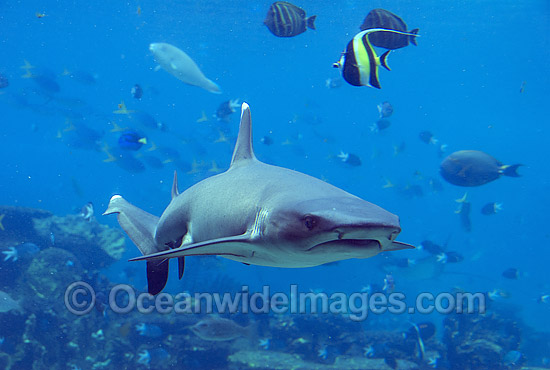 Whitetip Reef Shark Triaenodon obesus photo