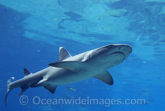 Whitetip Reef Shark (Triaenodon obesus). Great Barrier Reef, Queensland, Australia Photo - Gary Bell