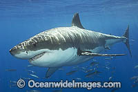 Great White Shark underwater Photo - Andy Murch