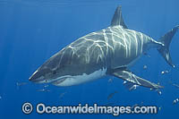 Great White Shark underwater Photo - Andy Murch