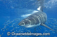 Great White Shark Photo - Andy Murch