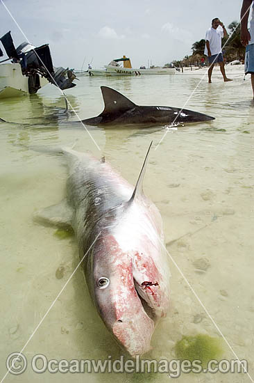 Tiger Shark in beach shallows photo