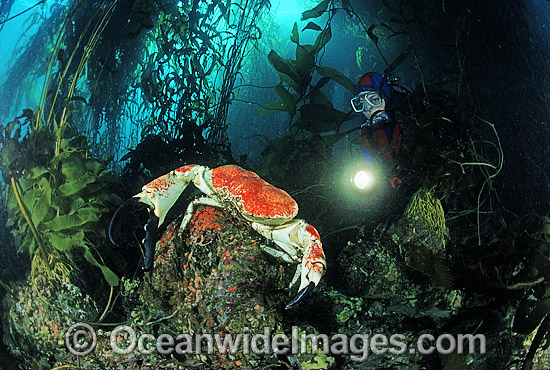 Scuba Diver viewing male Giant Crab (Pseudocarcinus gigas), also known as King Crab, in Giant Kelp (Macrocystis pyrifera) forest. Tasman Peninsula, Tasmania, Australia Photo - Gary Bell Scuba Diver viewing male Giant Crab (Pseudocarcinus gigas), also known as King Crab, in Giant Kelp (Macrocystis pyrifera) forest. Tasman Peninsula, Tasmania, Australia Photo - Gary Bell