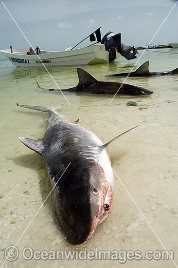 Tiger Shark caught by Shark fishermen photo