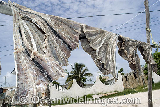 Spotted Eagle Ray wings frying in sun photo