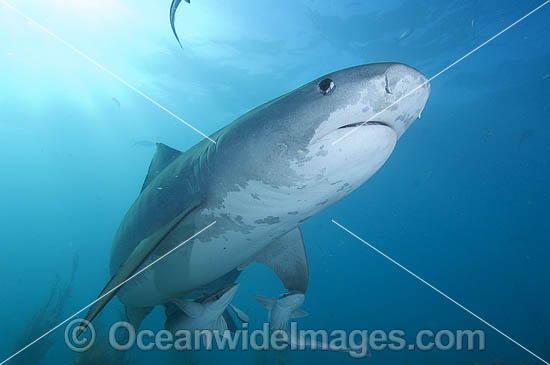 Tiger Shark (Galeocerdo cuvier). Bahamas, Atlantic Ocean Photo - Andy Murch
