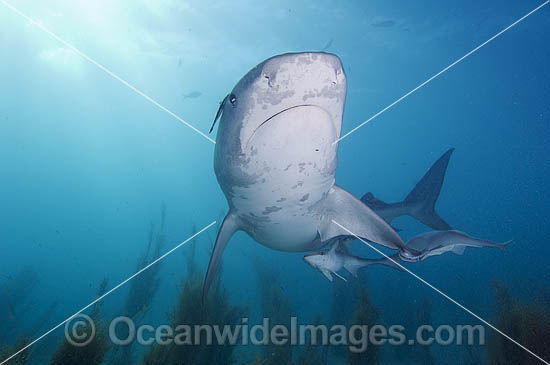 Tiger Shark (Galeocerdo cuvier) with Suckerfish attached. Bahamas, Atlantic Ocean Photo - Andy Murch Tiger Shark (Galeocerdo cuvier) with Suckerfish attached. Bahamas, Atlantic Ocean Photo - Andy Murch