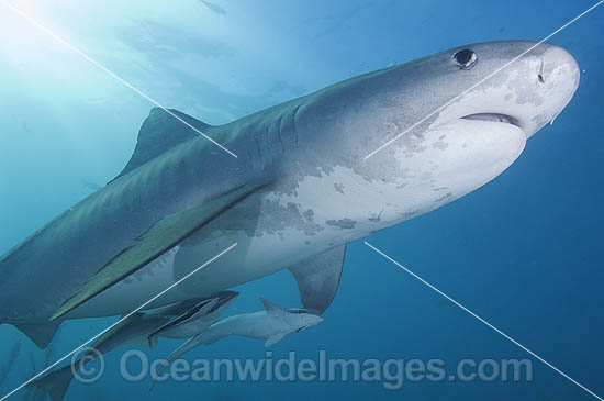 Tiger Shark (Galeocerdo cuvier) with Suckerfish attached. Bahamas, Atlantic Ocean Photo - Andy Murch