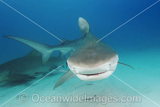 Tiger Shark (Galeocerdo cuvier). Bahamas, Atlantic Ocean. Photo - Andy Murch Tiger Shark (Galeocerdo cuvier). Bahamas, Atlantic Ocean. Photo - Andy Murch
