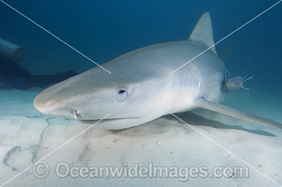 Tiger Shark with protective membrane covering eye photo