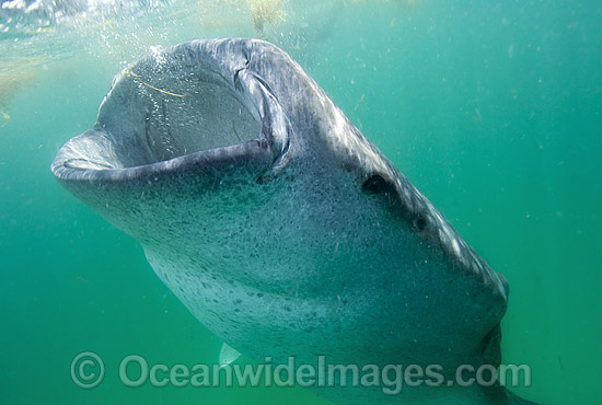 Whale Shark feeding photo