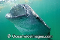 Whale Shark feeding Photo - Andy Murch