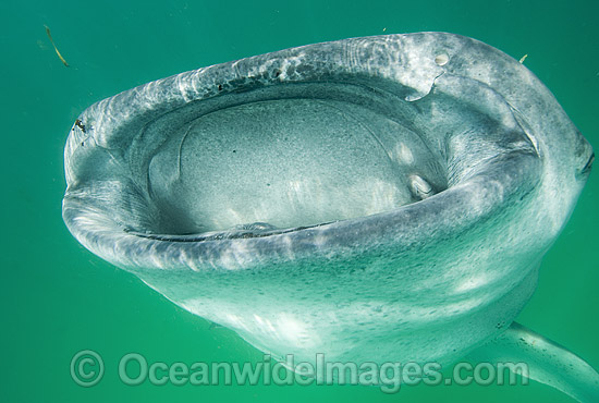 Whale Shark feeding photo