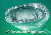 Whale Shark feeding Photo - Andy Murch