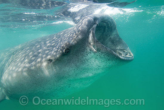Whale Shark Rhincodon typus feeding photo Whale Shark Rhincodon typus feeding photo