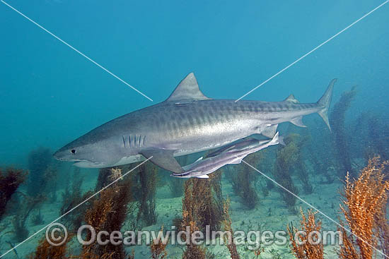 Tiger Shark (Galeocerdo cuvier) with Suckerfish attached. Bahamas, Atlantic Ocean Photo - Andy Murch Tiger Shark (Galeocerdo cuvier) with Suckerfish attached. Bahamas, Atlantic Ocean Photo - Andy Murch