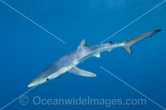 Blue Shark or Oceanic Shark photo
