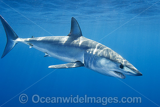 Shortfin Mako Shark Mackeral Shark photo