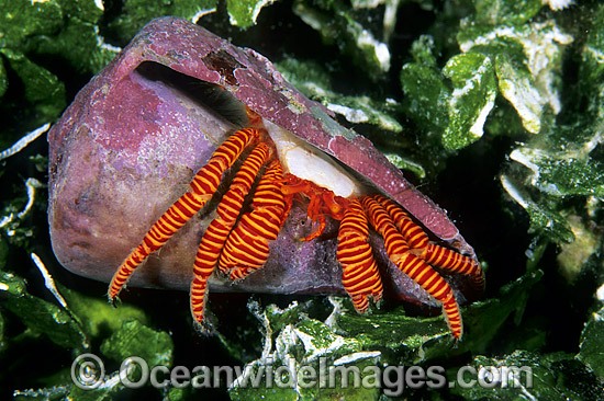 Hermit Crab Trizopagurus strigatus photo