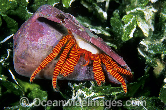 Hermit Crab (Trizopagurus strigatus) - living in cone shell. Bali, Indonesia Photo - Gary Bell Hermit Crab (Trizopagurus strigatus) - living in cone shell. Bali, Indonesia Photo - Gary Bell