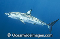 Shortfin Mako Shark Photo - Andy Murch
