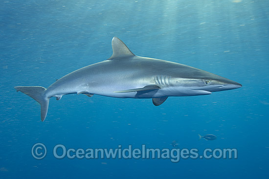Silky Shark photo Silky Shark photo