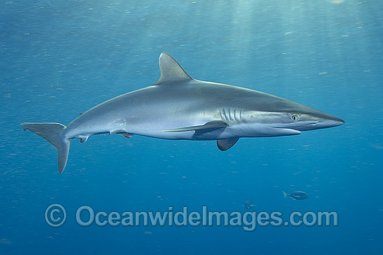 Silky Shark photo