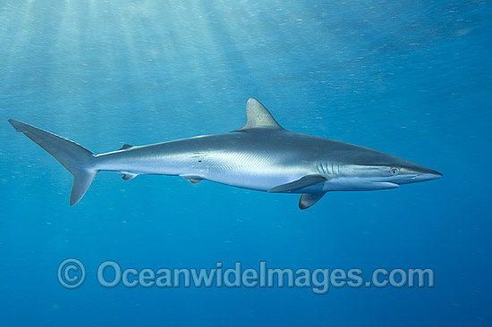 Silky Shark Carcharhinus falciformis photo