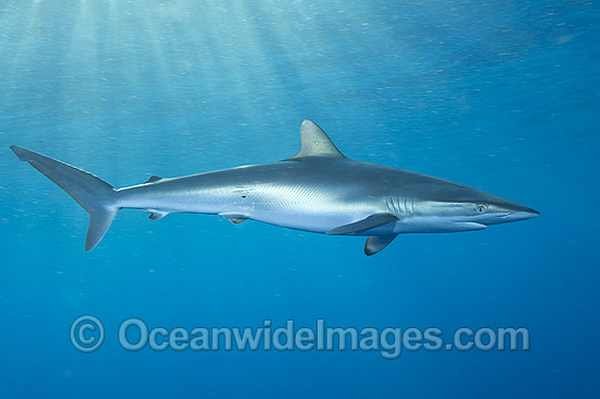 Silky Shark Carcharhinus falciformis photo Silky Shark Carcharhinus falciformis photo