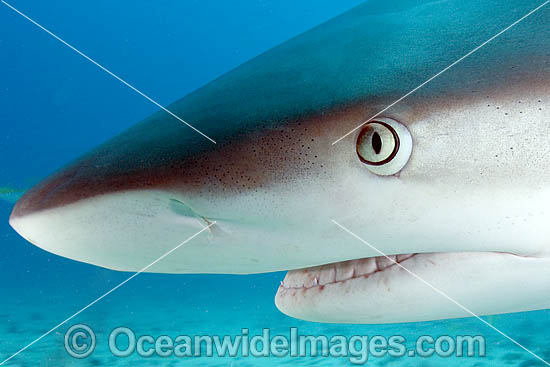 Caribbean Reef Shark (Carcharhinus perezi). St Maarten, Caribbean Sea Photo - Andy Murch