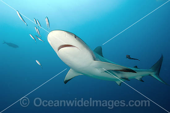 Caribbean Reef Shark (Carcharhinus perezi). St Maarten, Caribbean Sea Photo - Andy Murch Caribbean Reef Shark (Carcharhinus perezi). St Maarten, Caribbean Sea Photo - Andy Murch